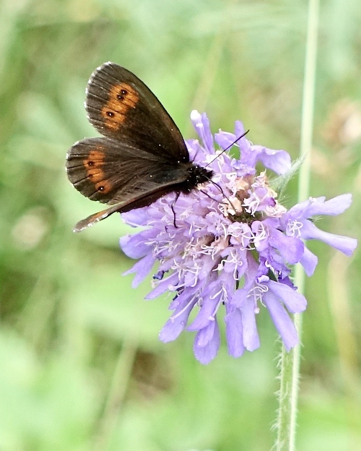 large ringlet